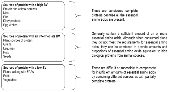 Protein